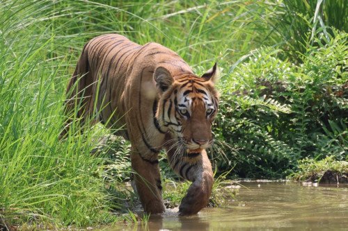 Nepal Wildlife Safari